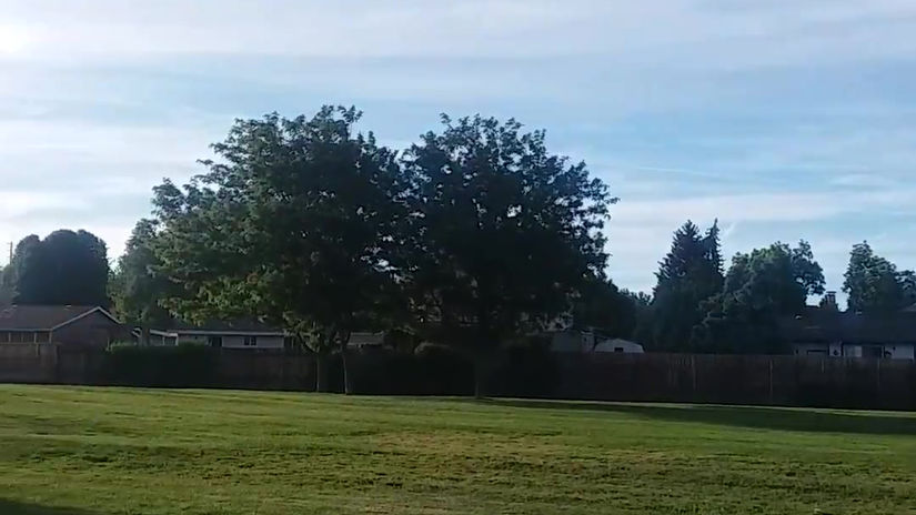 White Dove Release 2019